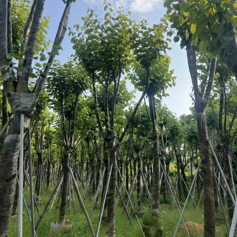 宫粉紫荆各种规格齐全。支持视频看过欢迎联系