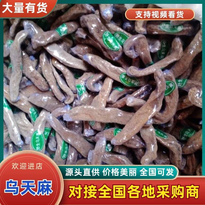 天麻-乌天麻野生乌天麻大量现货量大从优欢迎采购