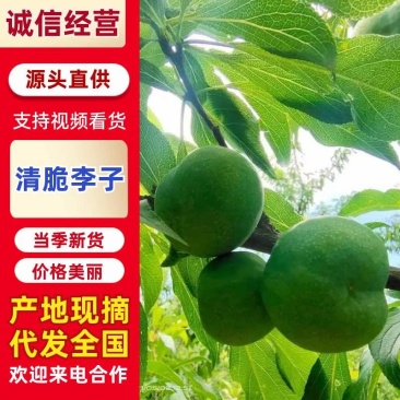 云南李子-青脆李，产地直销