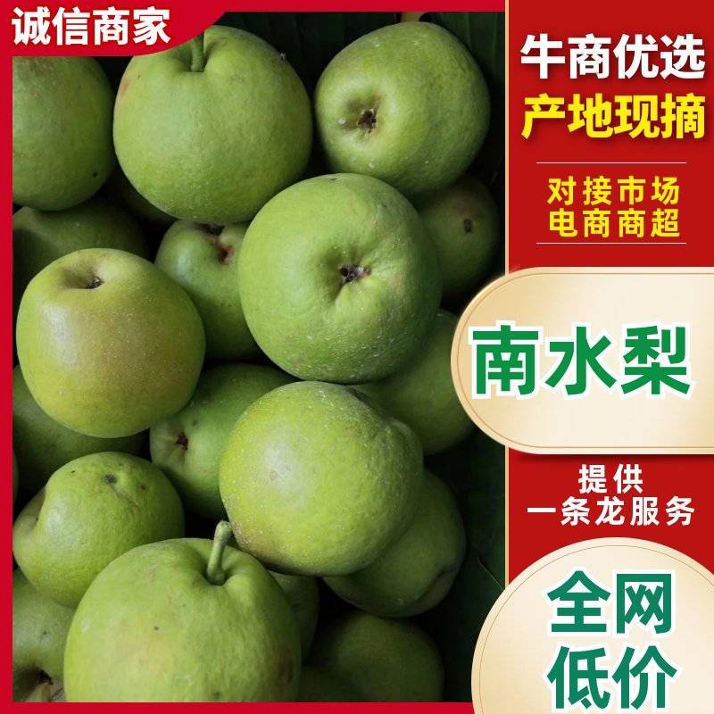 精选南水梨脆甜多汁云南文山产地直销量大从优