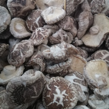 大量批发厚香菇片花菇片干度好量大价格优惠产地直发