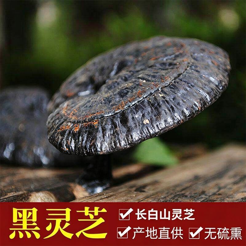 精品灵芝优质灵芝一手货源诚信经营欢迎采购