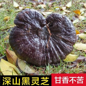 精品灵芝优质灵芝一手货源诚信经营欢迎采购