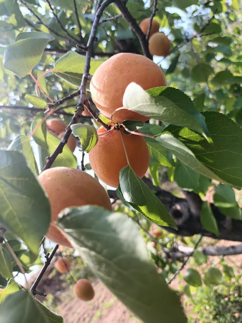 杏，产地直发，量大价优，欢迎各位老板随时咨询