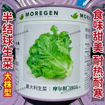 摩尔根3801意大利生菜种子大颗四季半结球生菜种子丸粒化