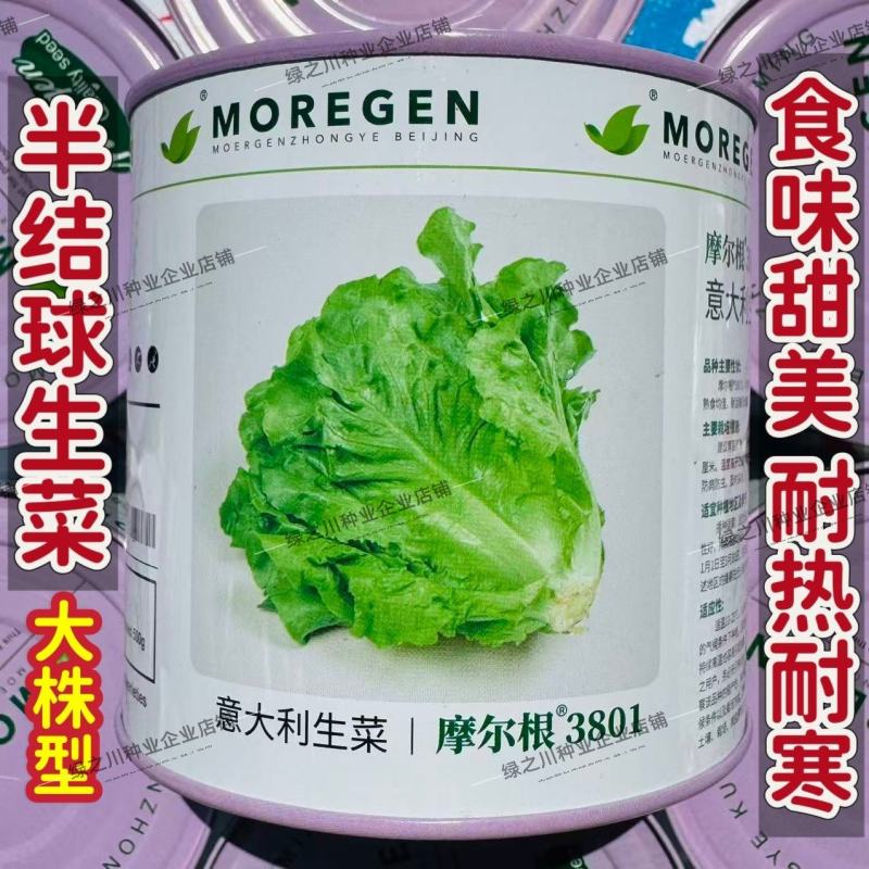 摩尔根3801意大利生菜种子大颗四季半结球生菜种子丸粒化