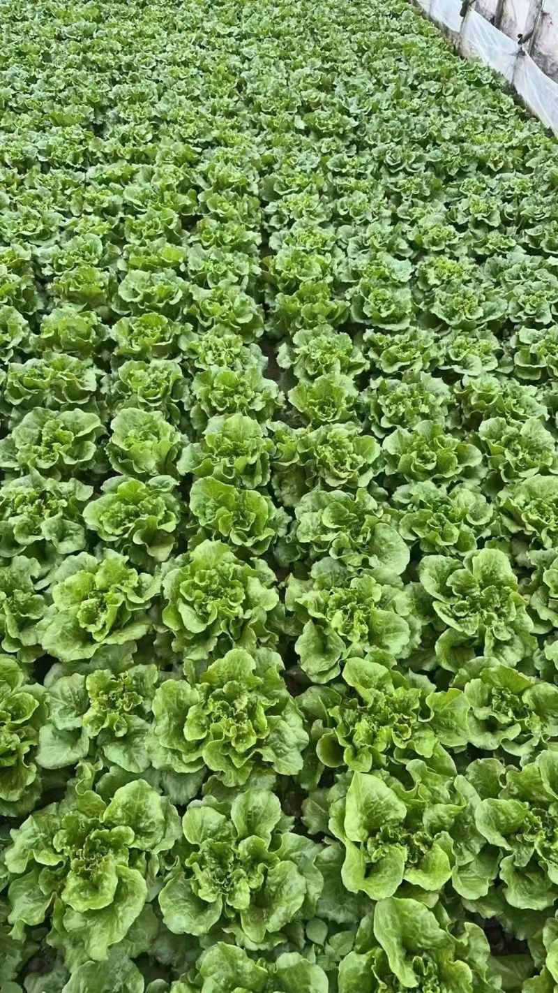 摩尔根3801意大利生菜种子大颗四季半结球生菜种子丸粒化