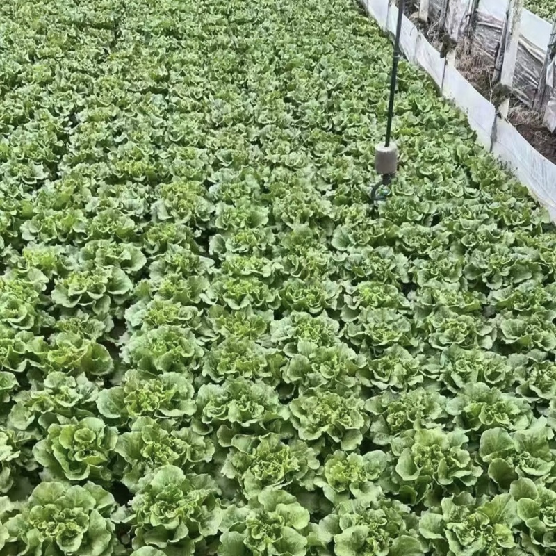 摩尔根3801意大利生菜种子大颗四季半结球生菜种子丸粒化