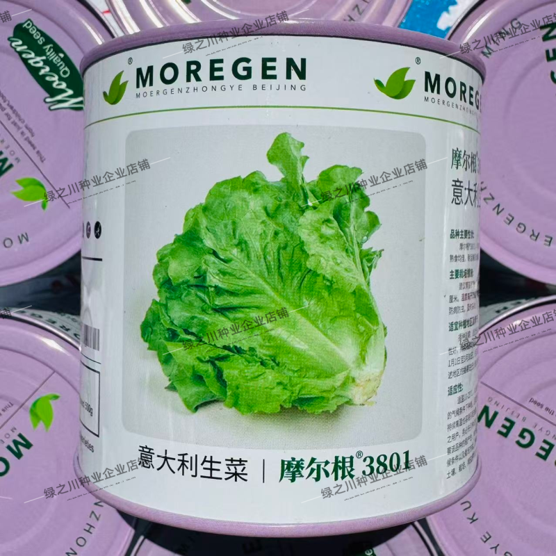 摩尔根3801意大利生菜种子大颗四季半结球生菜种子丸粒化