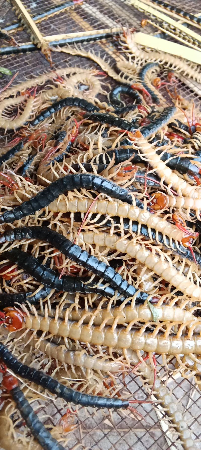 【优选商家】活体蜈蚣干蜈蚣人工挑选品质保证量大从优