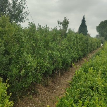 江苏瓜子树规格齐全耐寒耐热四季常青粗1.5-8公分苗圃基