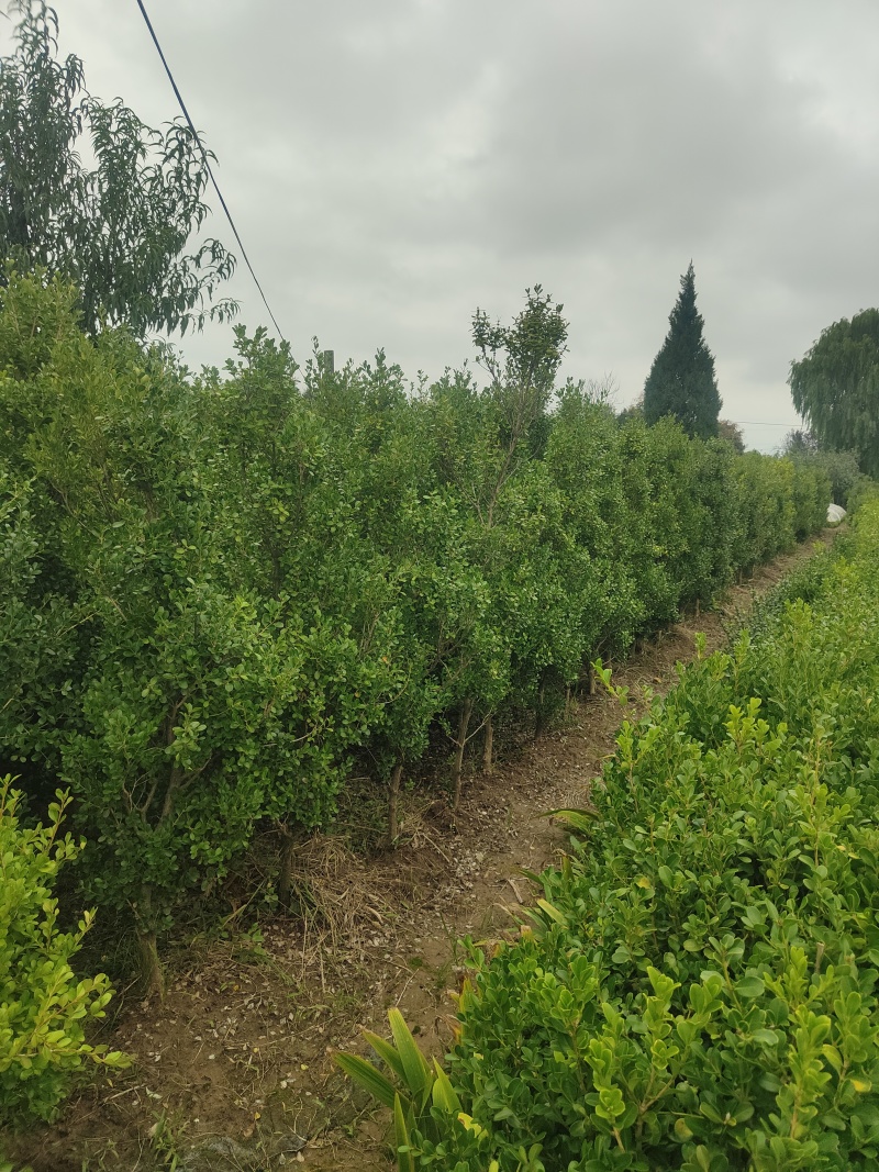 江苏瓜子树规格齐全耐寒耐热四季常青粗1.5-8公分苗圃基