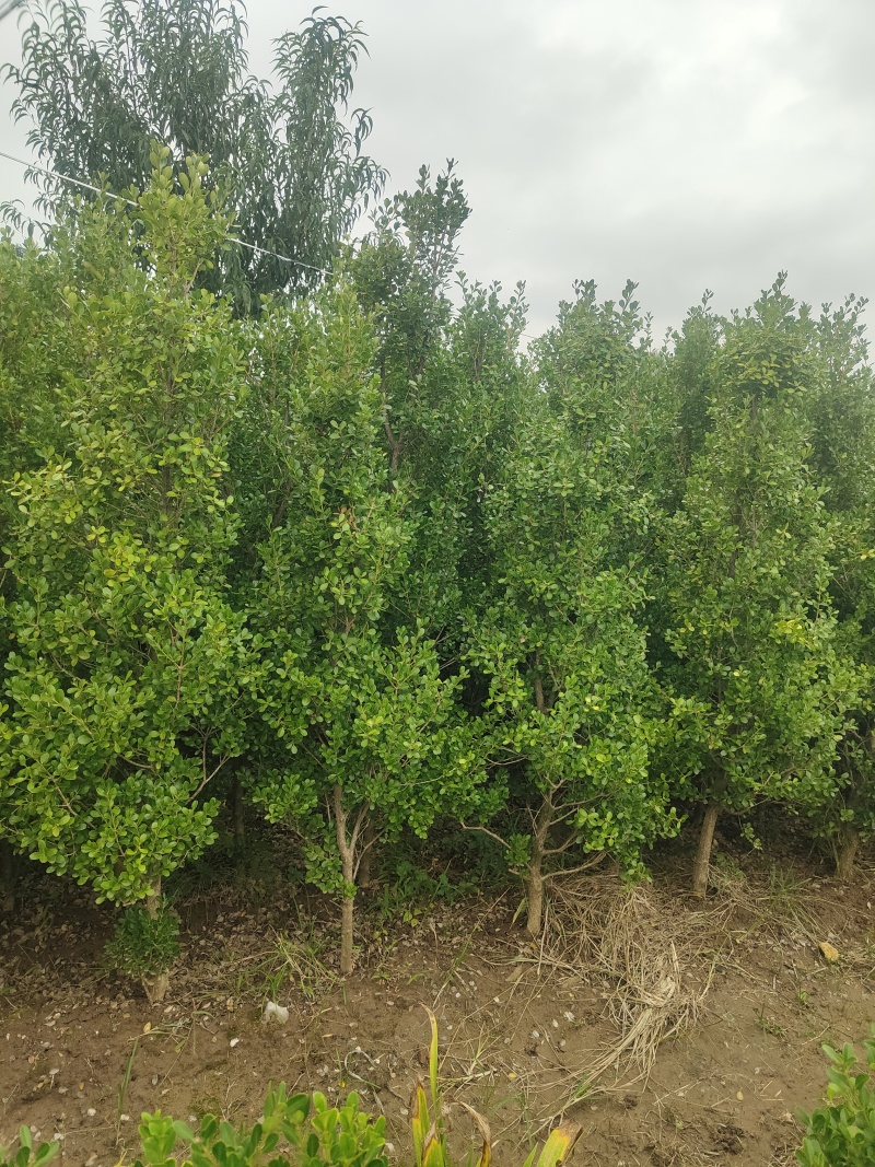 江苏瓜子树规格齐全耐寒耐热四季常青粗1.5-8公分苗圃基
