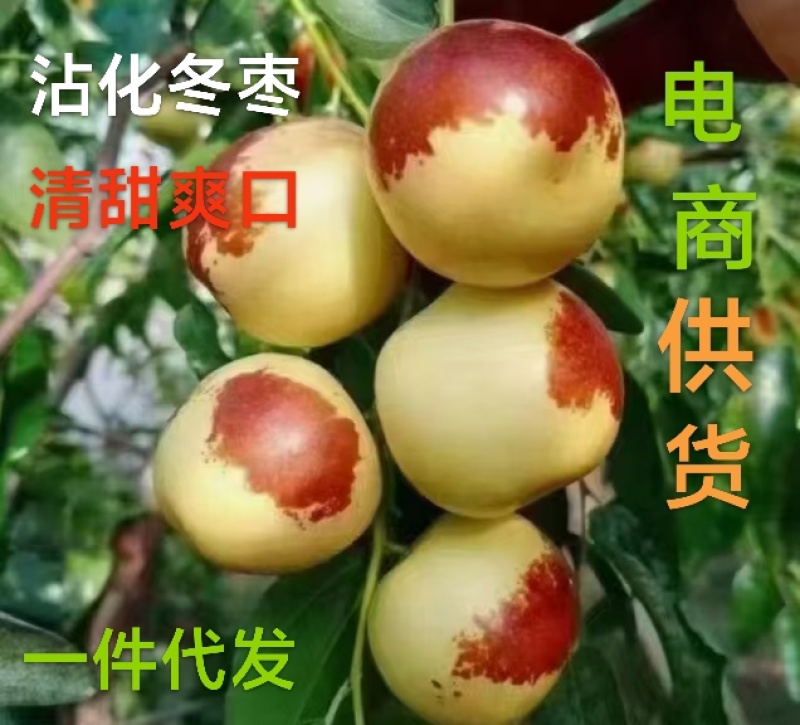 沾化冬枣清甜爽口，电商供货，一件代发，商超直供，社团团购