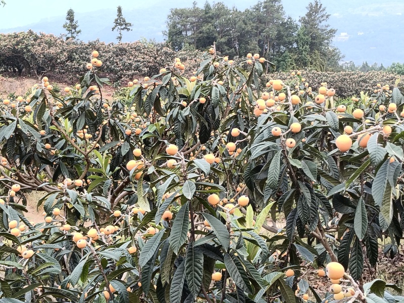 大五星枇杷
