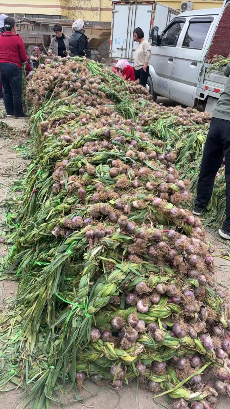 辫子蒜批发靖远小刘辫子蒜