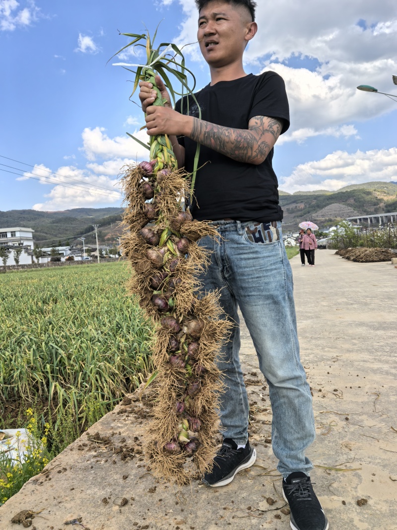 辫子蒜批发靖远小刘辫子蒜