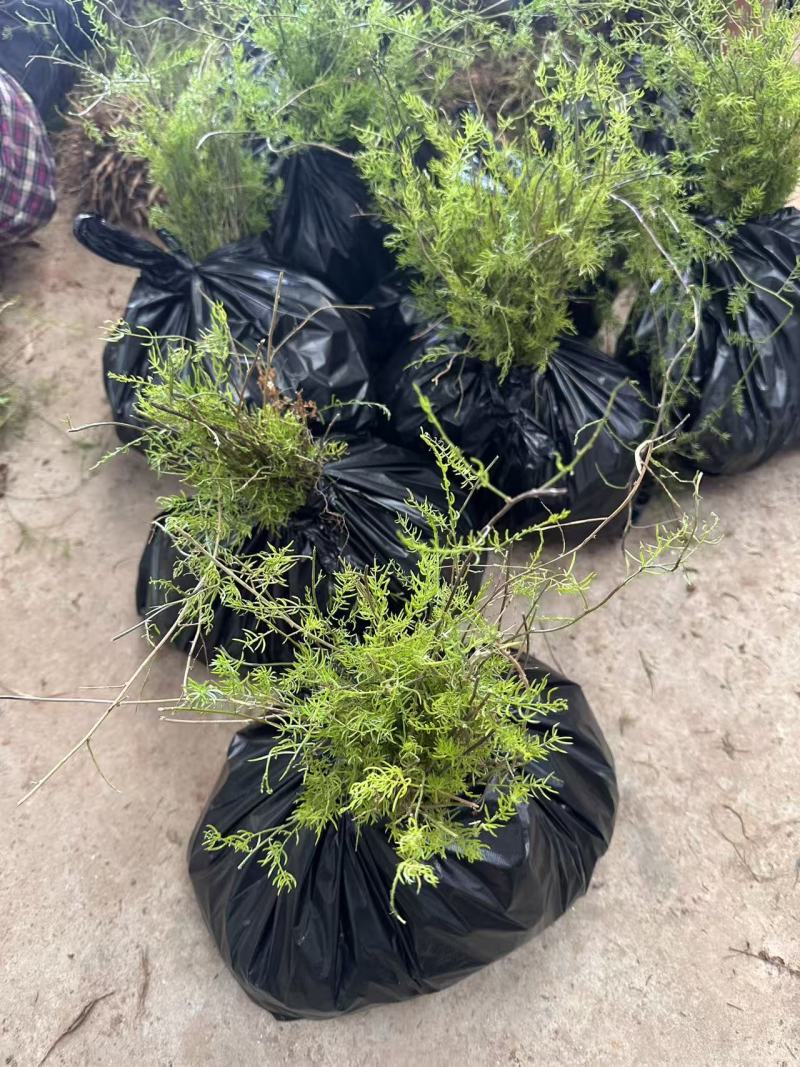 天冬苗，四川省南充市大型天冬种植基地，天冬两年苗批发零售