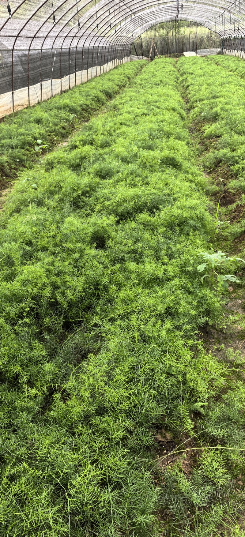 天冬苗，四川省南充市大型天冬种植基地，天冬两年苗批发零售