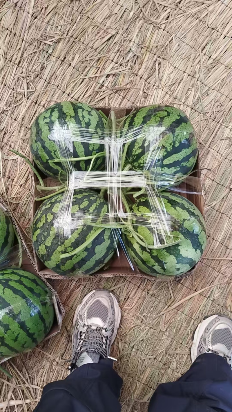 精品美都西瓜，大量上市，代收代发，诚信经营，欢迎合作