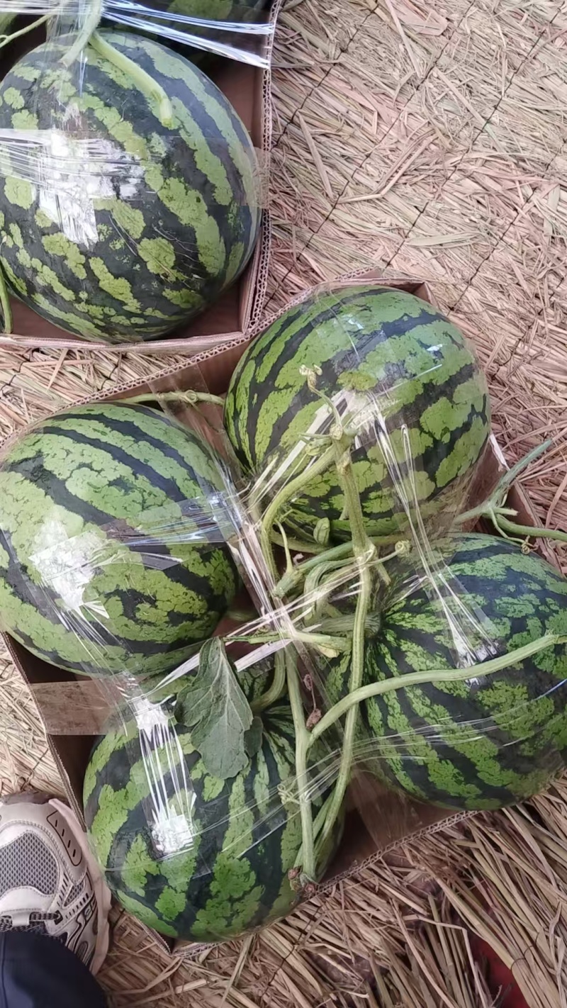 精品美都西瓜，大量上市，代收代发，诚信经营，欢迎合作