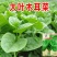 大叶木耳菜种子叶片肥厚好吃耐高热耐旱春夏四季阳台盆栽蔬菜