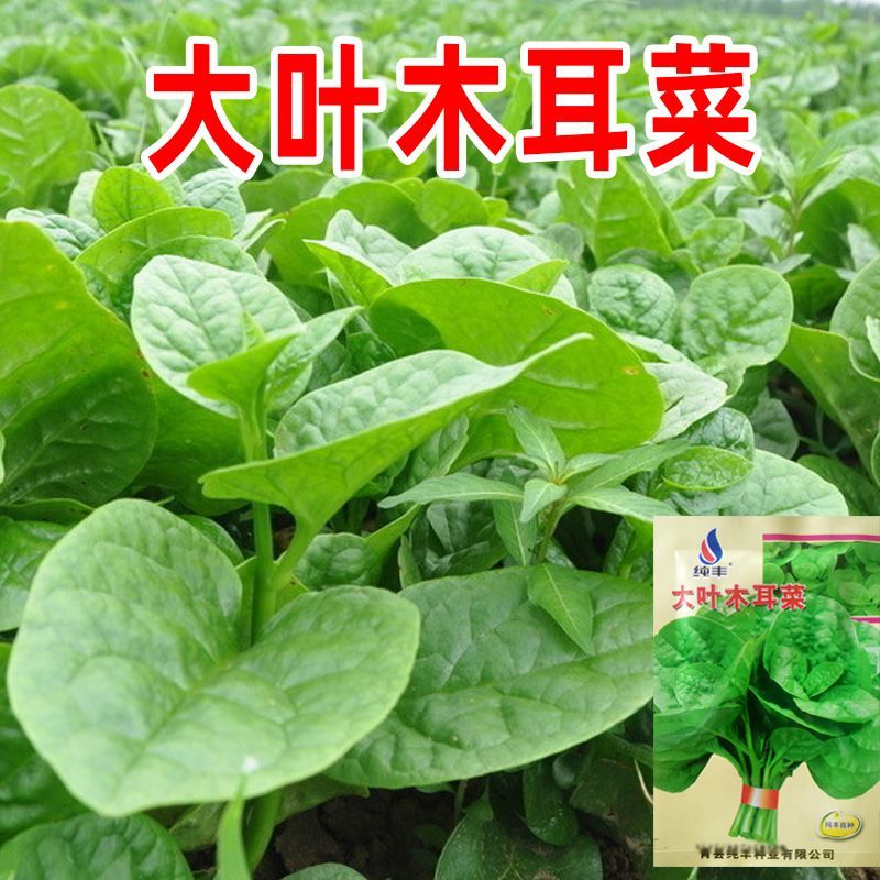 大叶木耳菜种子叶片肥厚好吃耐高热耐旱春夏四季阳台盆栽蔬菜