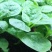 大叶木耳菜种子叶片肥厚好吃耐高热耐旱春夏四季阳台盆栽蔬菜