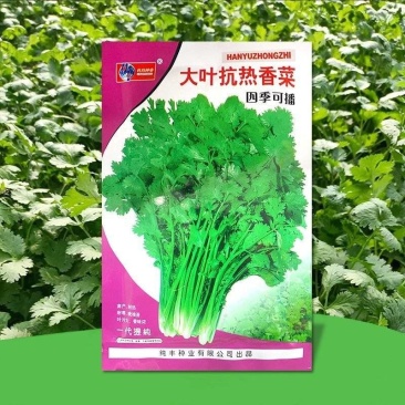 四季大叶香菜籽阳台盆栽四季耐热芫荽种子蔬菜种孑农家庭院菜