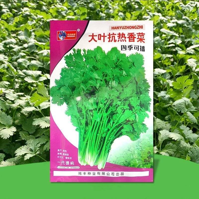 四季大叶香菜籽阳台盆栽四季耐热芫荽种子蔬菜种孑农家庭院菜