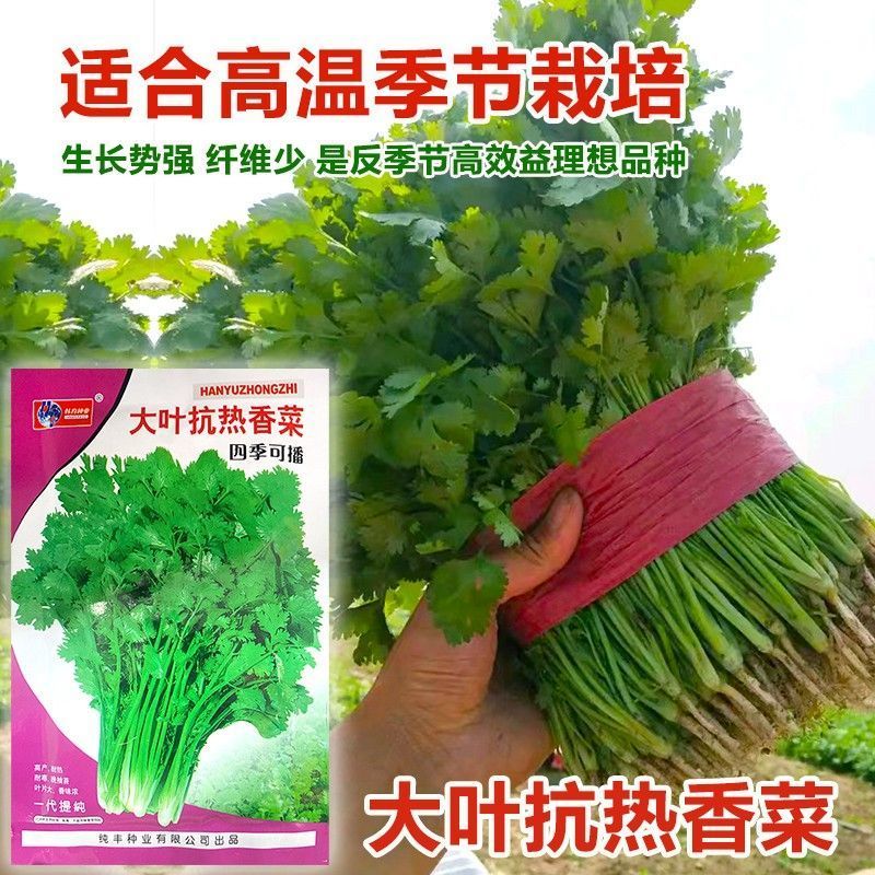 四季大叶香菜籽阳台盆栽四季耐热芫荽种子蔬菜种孑农家庭院菜