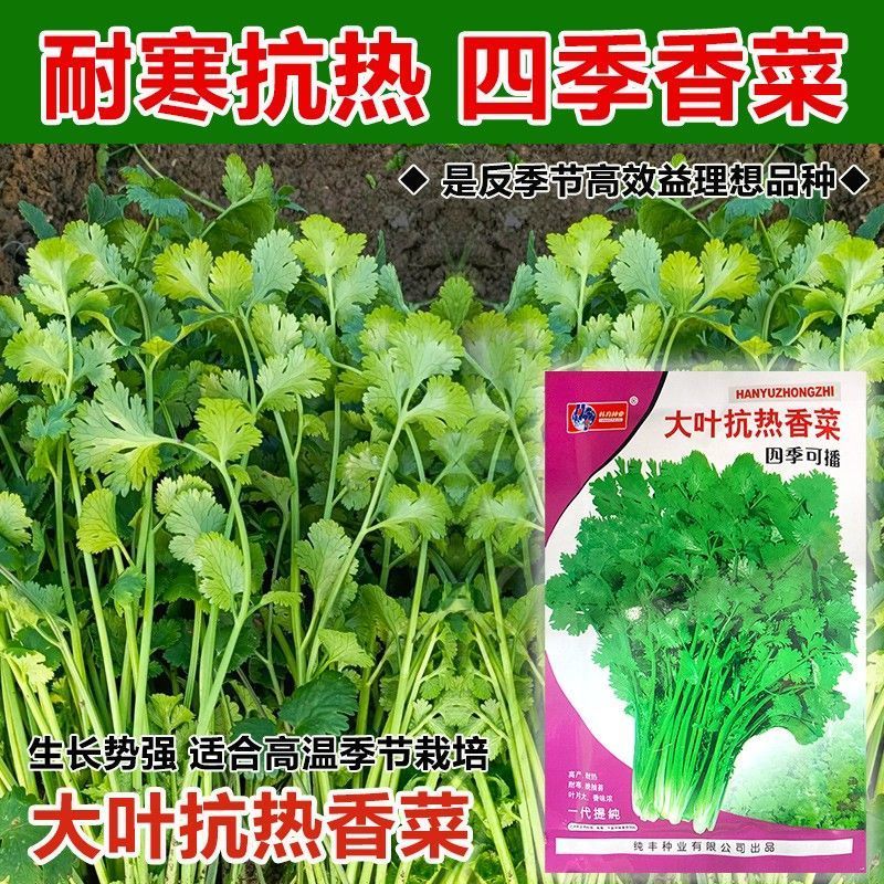 四季大叶香菜籽阳台盆栽四季耐热芫荽种子蔬菜种孑农家庭院菜