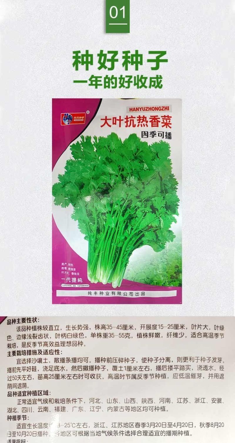 四季大叶香菜籽阳台盆栽四季耐热芫荽种子蔬菜种孑农家庭院菜
