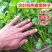 四季大叶香菜籽阳台盆栽四季耐热芫荽种子蔬菜种孑农家庭院菜
