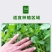 四季大叶香菜籽阳台盆栽四季耐热芫荽种子蔬菜种孑农家庭院菜