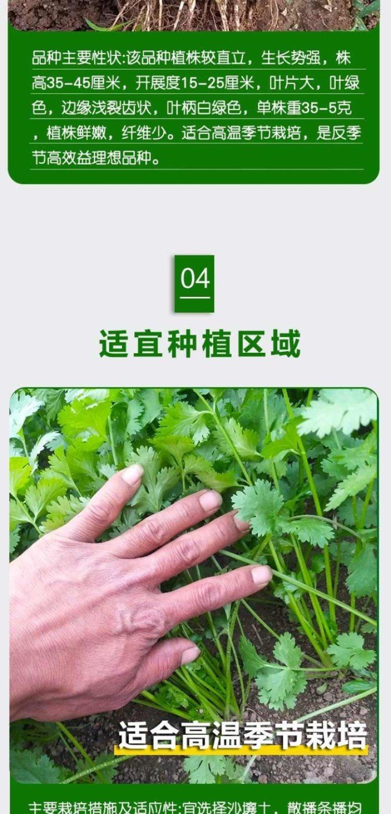 四季大叶香菜籽阳台盆栽四季耐热芫荽种子蔬菜种孑农家庭院菜