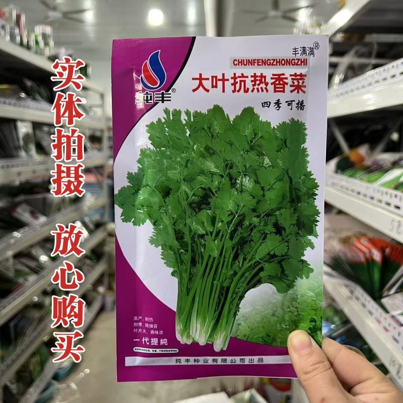 四季大叶香菜籽阳台盆栽四季耐热芫荽种子蔬菜种孑农家庭院菜