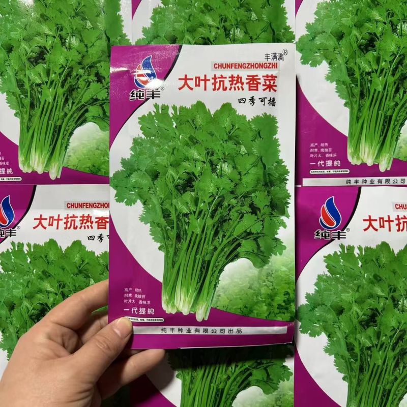 四季大叶香菜籽阳台盆栽四季耐热芫荽种子蔬菜种孑农家庭院菜