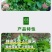 四季大叶香菜籽阳台盆栽四季耐热芫荽种子蔬菜种孑农家庭院菜