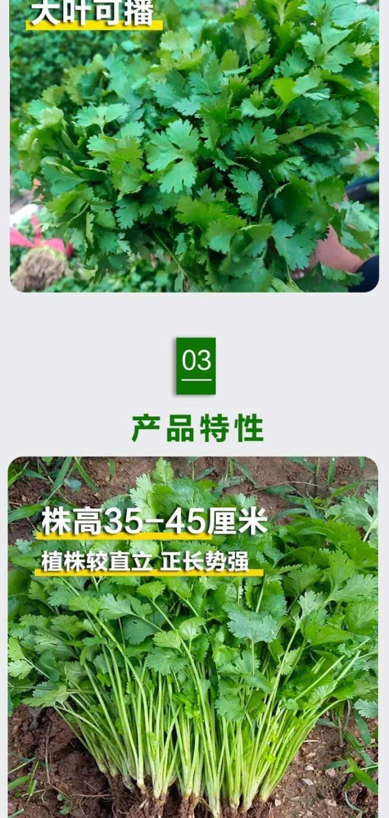 四季大叶香菜籽阳台盆栽四季耐热芫荽种子蔬菜种孑农家庭院菜