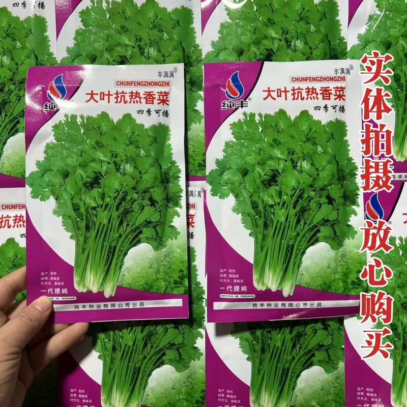四季大叶香菜籽阳台盆栽四季耐热芫荽种子蔬菜种孑农家庭院菜