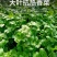 四季大叶香菜籽阳台盆栽四季耐热芫荽种子蔬菜种孑农家庭院菜