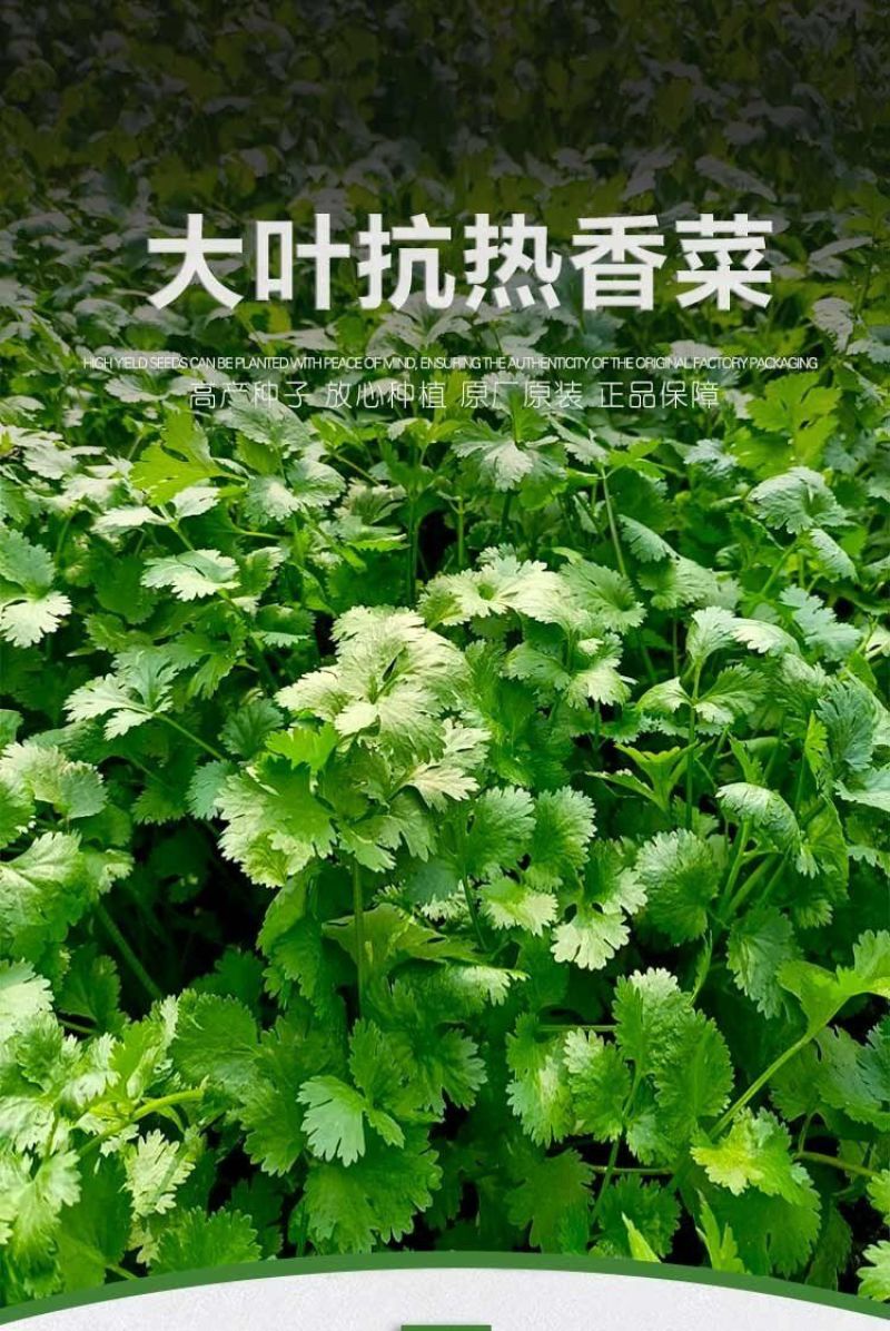 四季大叶香菜籽阳台盆栽四季耐热芫荽种子蔬菜种孑农家庭院菜