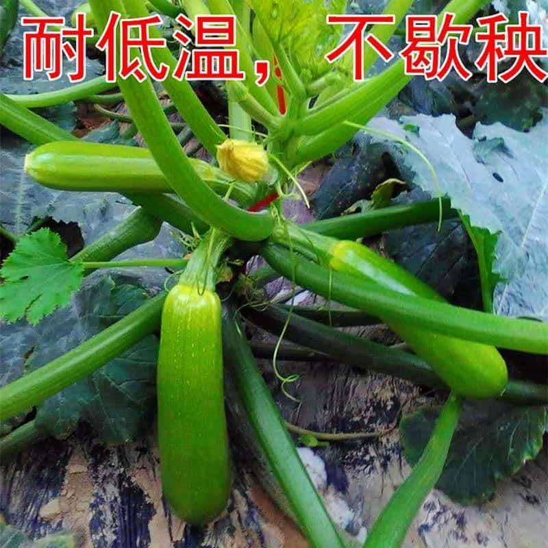 早青一代西葫芦角瓜茭瓜种子春秋冬季种植高产易种盆栽蔬菜种