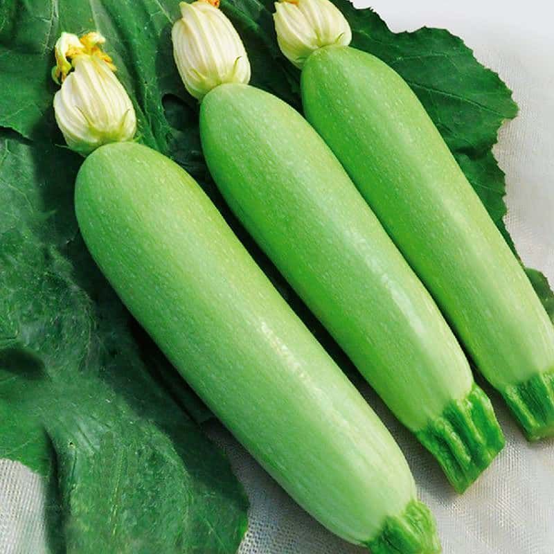 早青一代西葫芦角瓜茭瓜种子春秋冬季种植高产易种盆栽蔬菜种