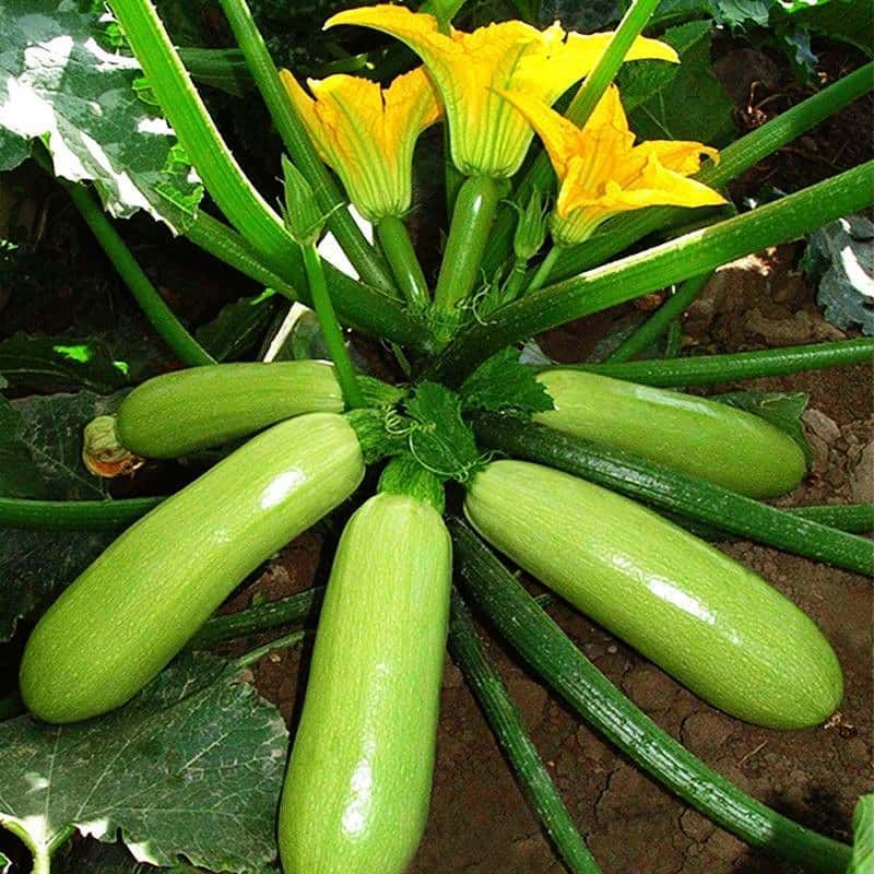 早青一代西葫芦角瓜茭瓜种子春秋冬季种植高产易种盆栽蔬菜种