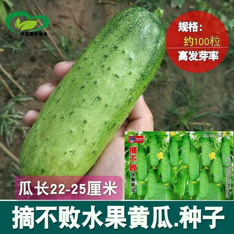 摘不败水果黄瓜种子农田阳台菜园美容夏季耐热春季蔬菜种孓批