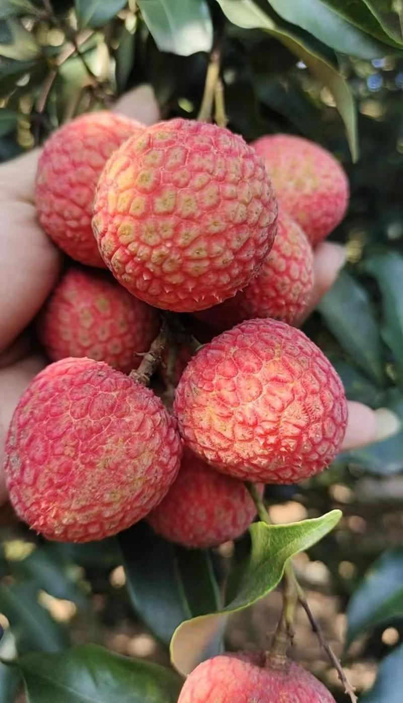 广西灵山妃子笑白糖罂荔枝大量上市欢迎老板实地考察订购