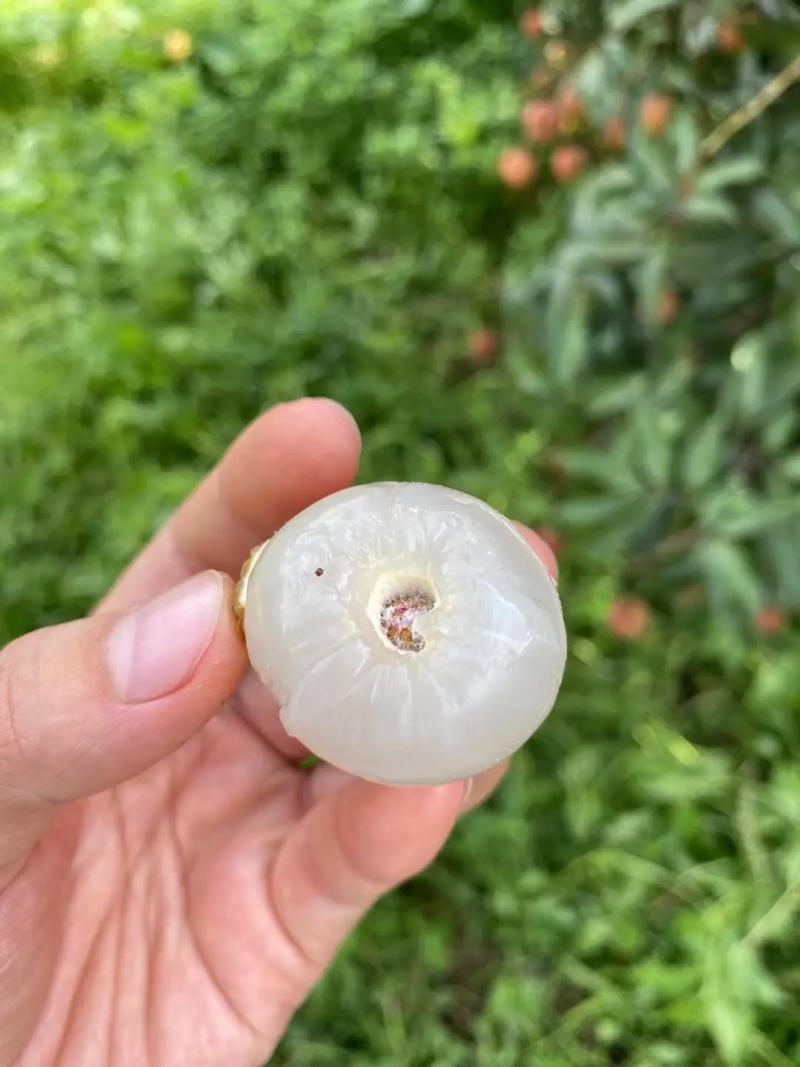 广西灵山妃子笑白糖罂荔枝大量上市欢迎老板实地考察订购