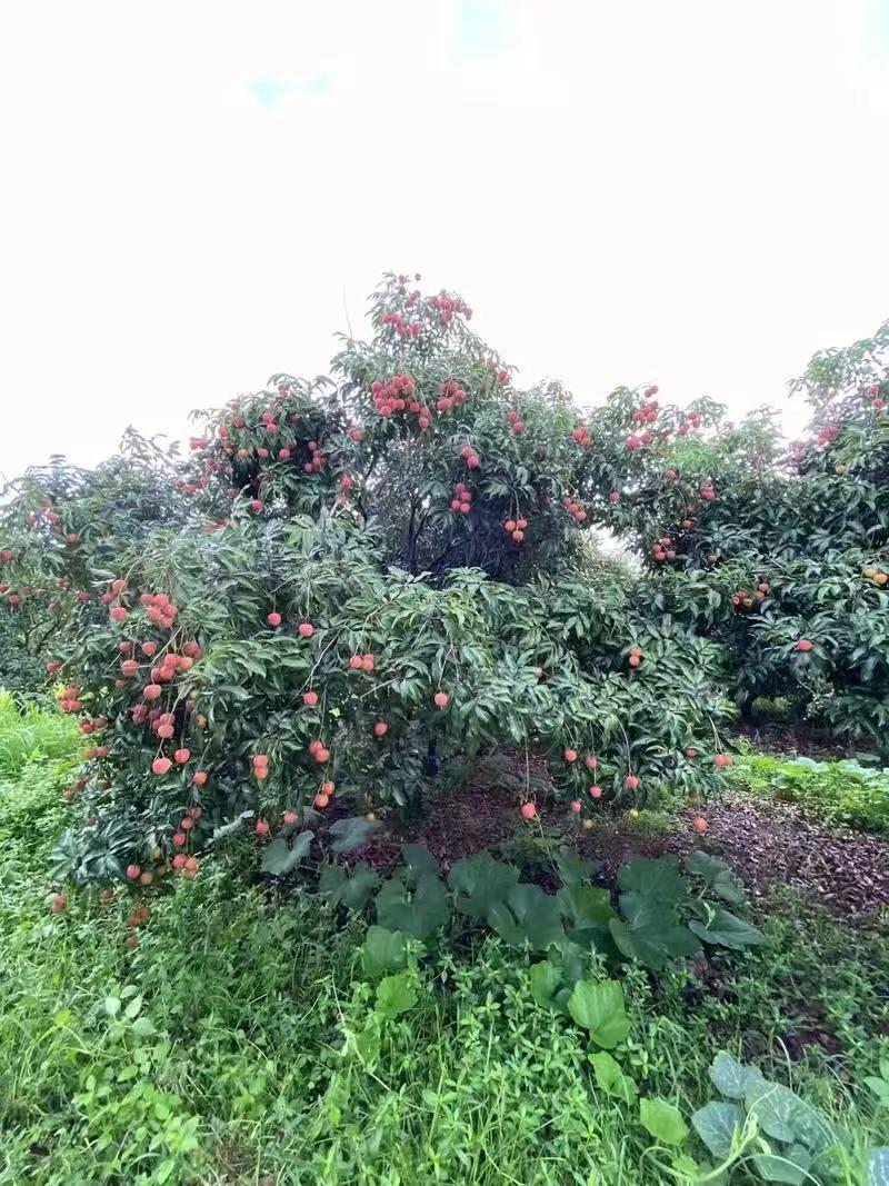 广西灵山妃子笑白糖罂荔枝大量上市欢迎老板实地考察订购